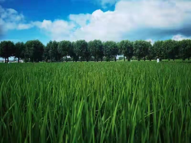 解碼寒地黑土上的農(nóng)業(yè)振興&mdash;&mdash;黑龍江省綏化市北林區(qū)科技興農(nóng)調(diào)查