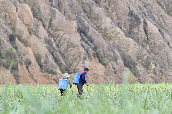 攻克種業(yè)&ldquo;芯片&rdquo;捧牢&ldquo;糖罐子&rdquo;&mdash;&mdash;廣西破解糖料蔗種&ldquo;卡脖子&rdquo;觀察