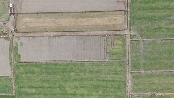 &ldquo;一畝草&rdquo;收益相當于&ldquo;十畝糧&rdquo;　&ldquo;農(nóng)田種草&rdquo;屢禁難止