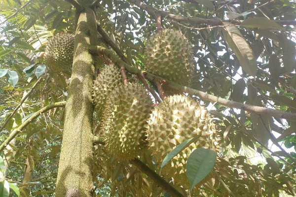 國產榴蓮嶄露頭角　&ldquo;榴蓮自由&rdquo;更近了嗎？